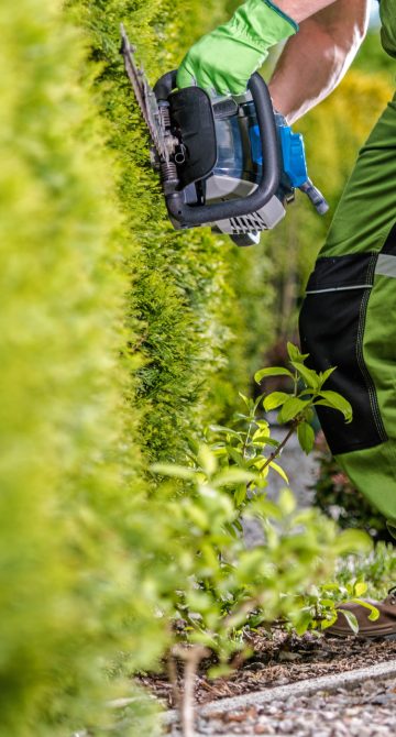 Caucasian Gardener Trimming Green Thuja Wall Using Gasoline Shrub Trimmer. Gardening Theme.